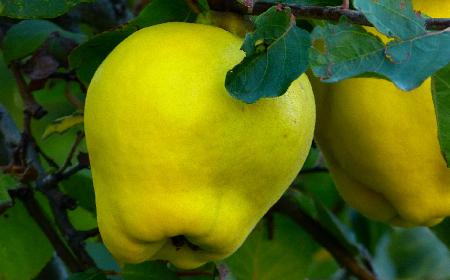 Galaretka z pigwy z sokiem pomarańczowym: przepis