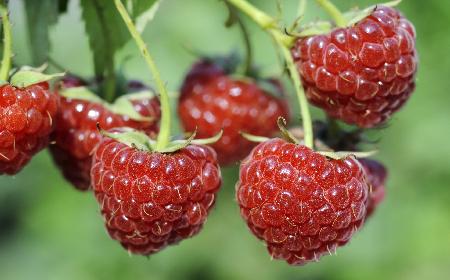 Sok z malin: na co pomaga, na co jest dobry? Dlaczego warto zrobić sok malinowy?